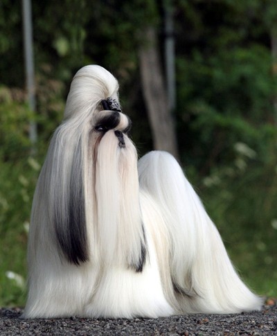 常见狗狗价格排行,狗狗价格以及品种大全