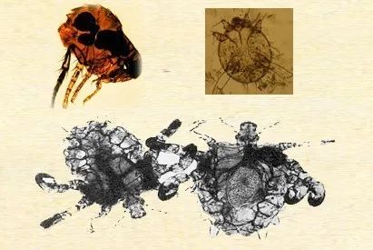 过敏性皮肤夏天防蚊虫叮咬,谨慎蚊虫叮咬