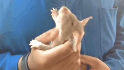 扫地雷、探结核，非洲巨鼠救了很多人性命，究竟是怎么一回事？