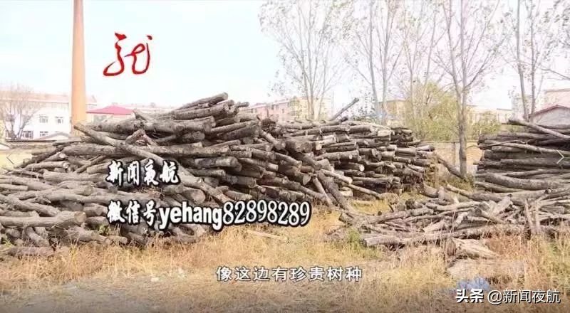 派出所现场查获一起盗伐林木案件,公安破获一起盗伐林木案件