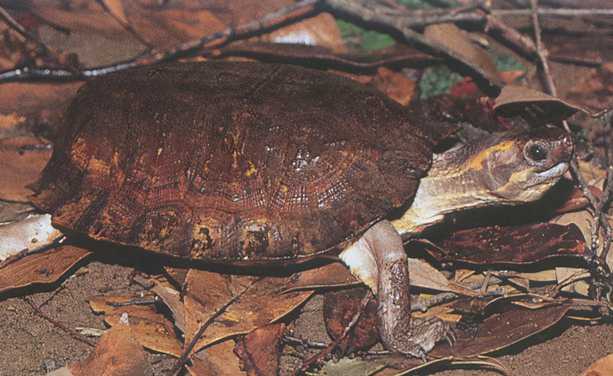 各种龟类图片大全大图,龟类展示会