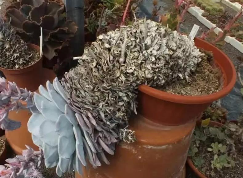 多肉老桩干货集锦，压轴的全是逆天极品!