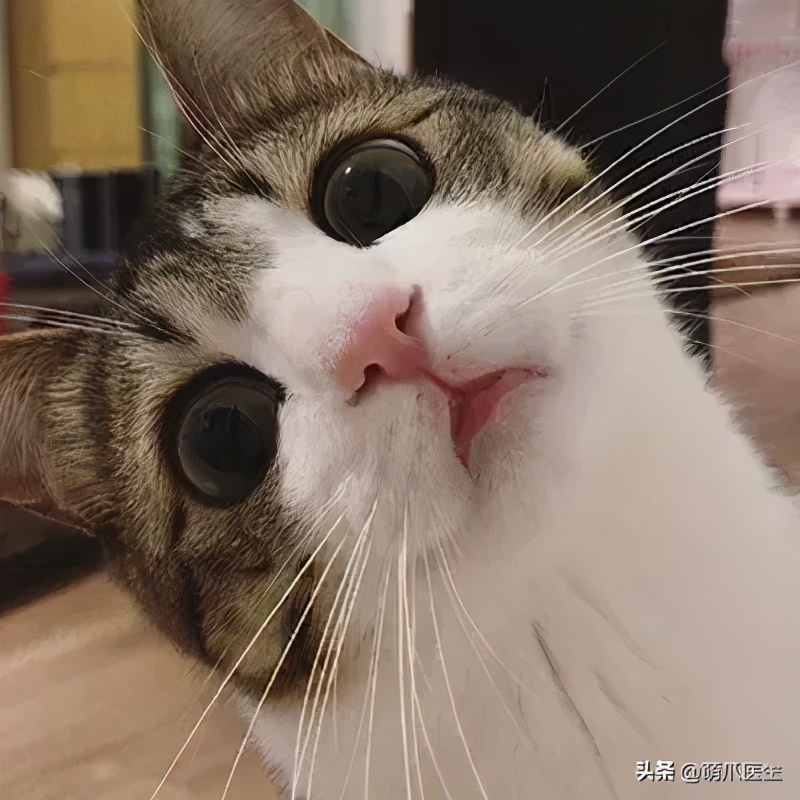 猫咪晕车吐了怎么办,猫咪晕车后呕吐了怎么办