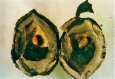 桃树9大虫害分析，蚜虫类、介壳虫类等虫害防治方法介绍