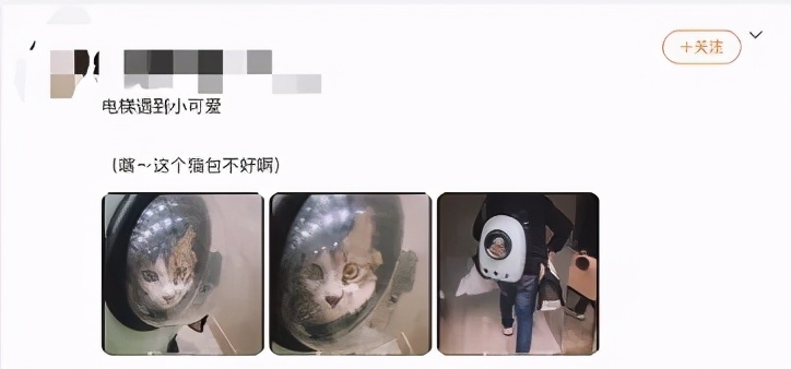 猫咪最适合哪种猫包,透明猫包对猫咪有哪些不好