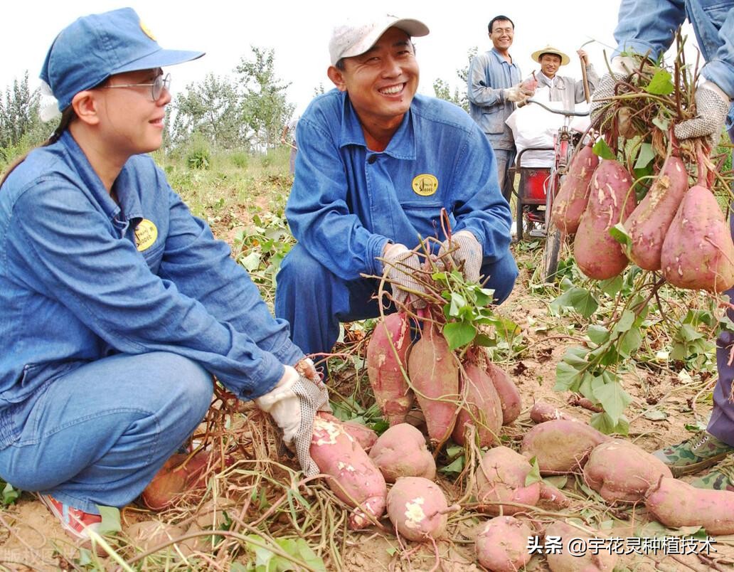 红薯用了宇花灵效果真不错