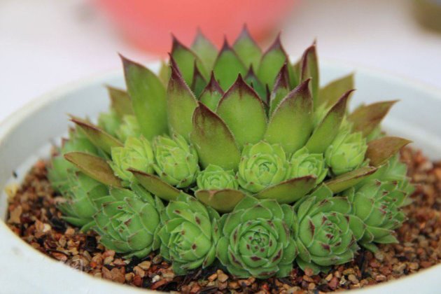 观音莲叶子往上收拢怎么回事,观音莲叶子下垂怎么修剪