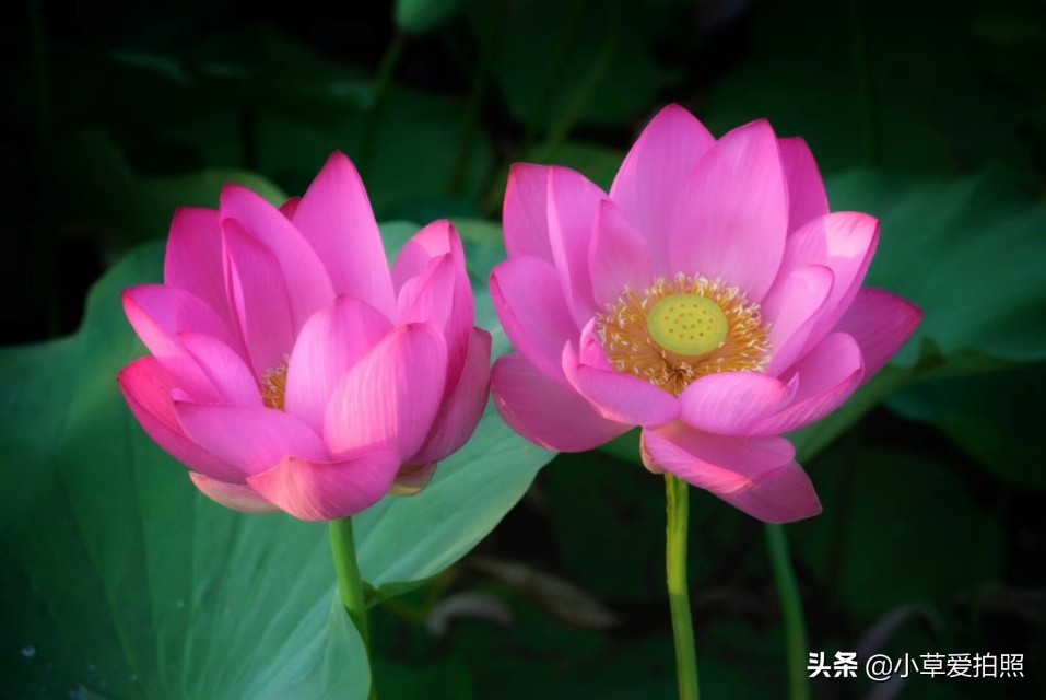 威海夏晨荷图片,金秋十月威海羊亭湿地公园美醉了