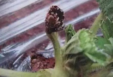 草莓苗枯芽病,草莓芽枯病视频