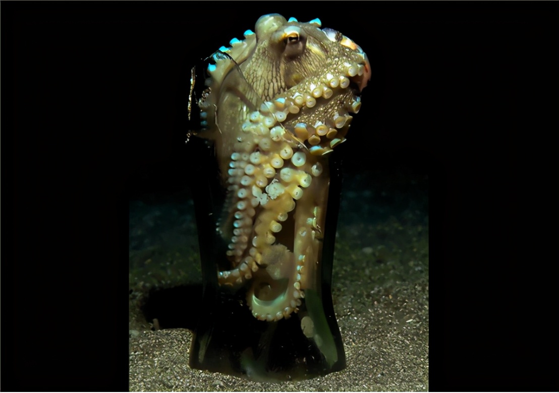 食物链顶端动物智商 (为什么食物链顶端动物智商高)