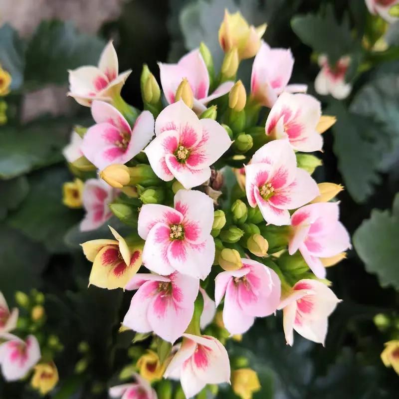 长寿花单瓣品种大全,长寿花100种颜色图片