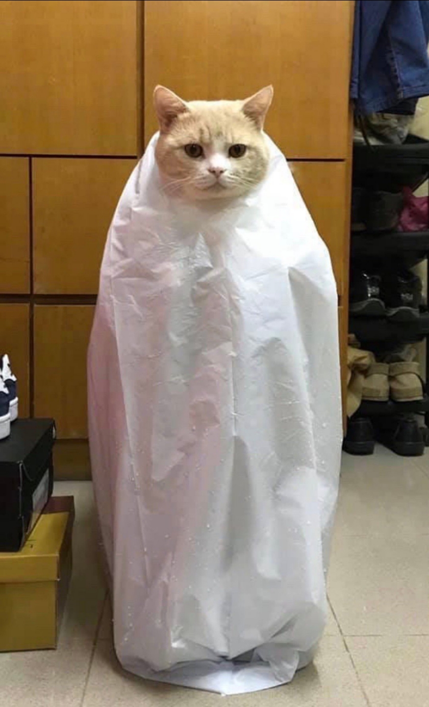 今日萌图,仓鼠身上长了疑似肿瘤的东西