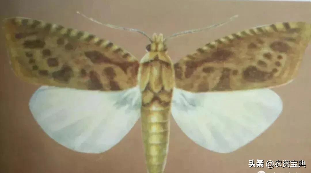 小小“大豆食心虫”危害大！该怎么治？5点措施轻松解决