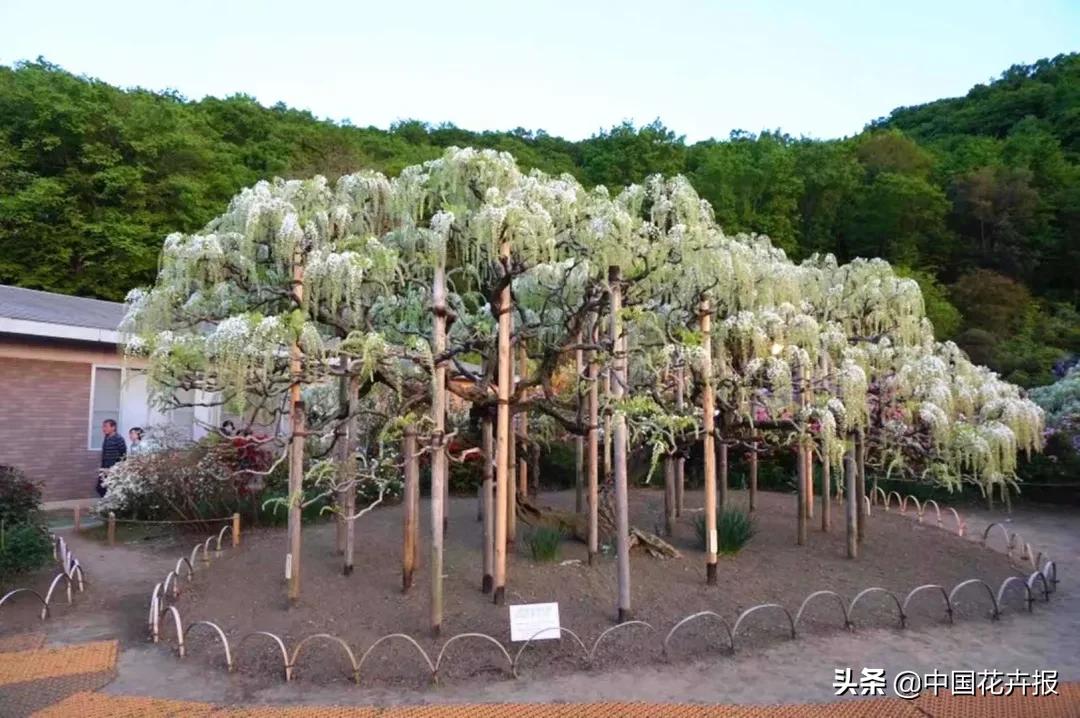 日本紫藤花开引游客驻足,日本紫藤花美景