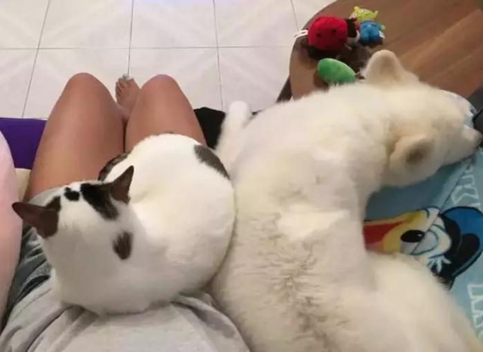 萨摩耶狗狗找领养,领养狗狗萨摩耶免费