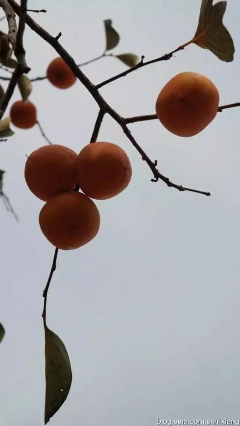 郑启五茶话：永定的柿子红了