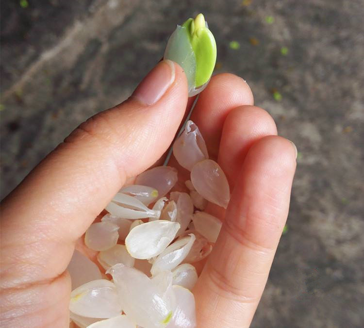 腾冲甘蔗寨：振兴路上*党**旗红古道佤乡换新颜