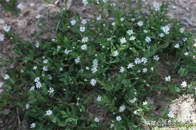 常见小区绿化100种植物图片,常见的水生植物有哪些种