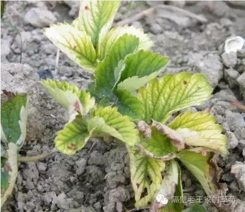 草莓大棚盐害怎么解决,草莓棚土壤板结变疏松的最佳方法