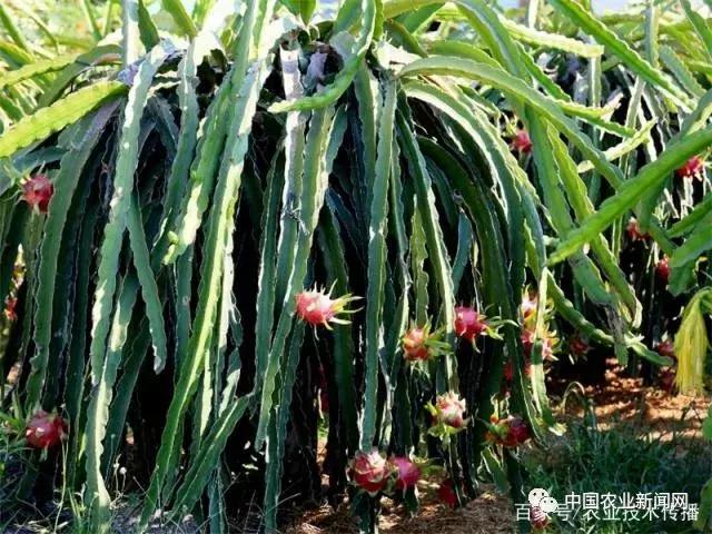 火龙果冬季浇水的正确方法,火龙果冬季修剪的正确方法