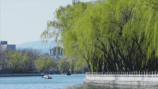 北京姑娘在西藏开民宿,北京姑娘在云南开民宿