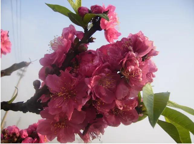 故乡的桃花,故乡的桃花开了