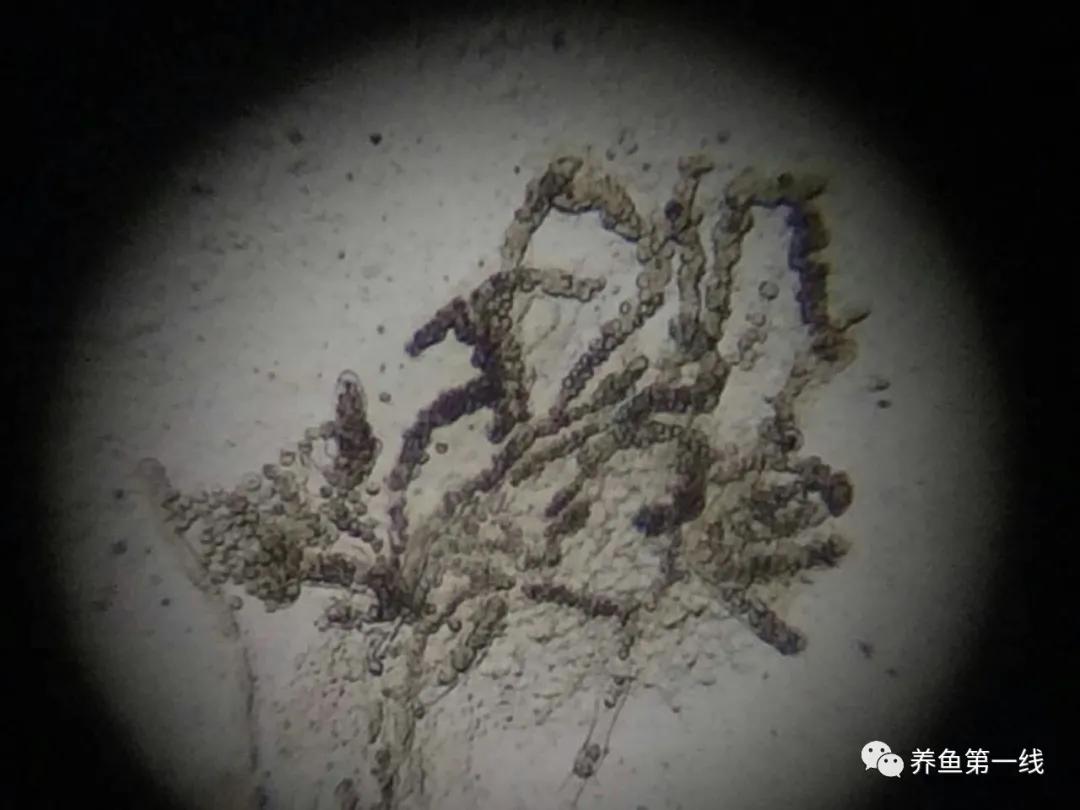 水产鱼鳃虫怎么治疗最好,鱼鳃霉病图片