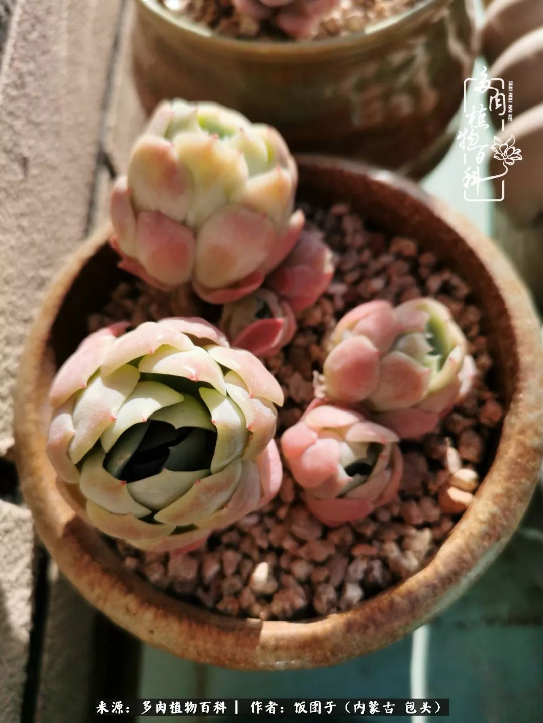 干旱地区怎么养多肉,半湿养多肉