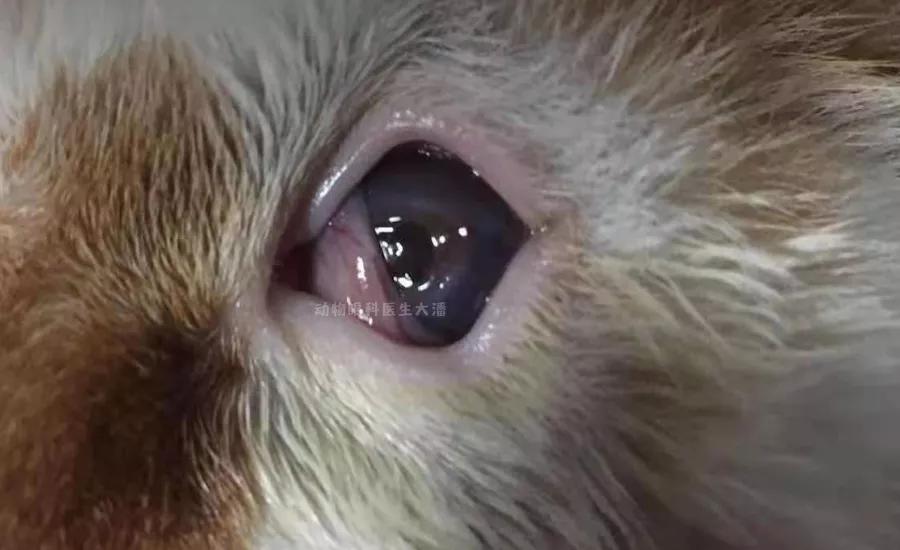 眼角膜溃烂能做角膜移植手术吗,双眼角膜溃疡