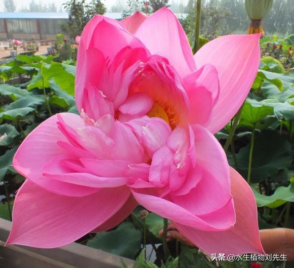 怎么种荷花种子水不浑浊,怎样种荷花种到田里