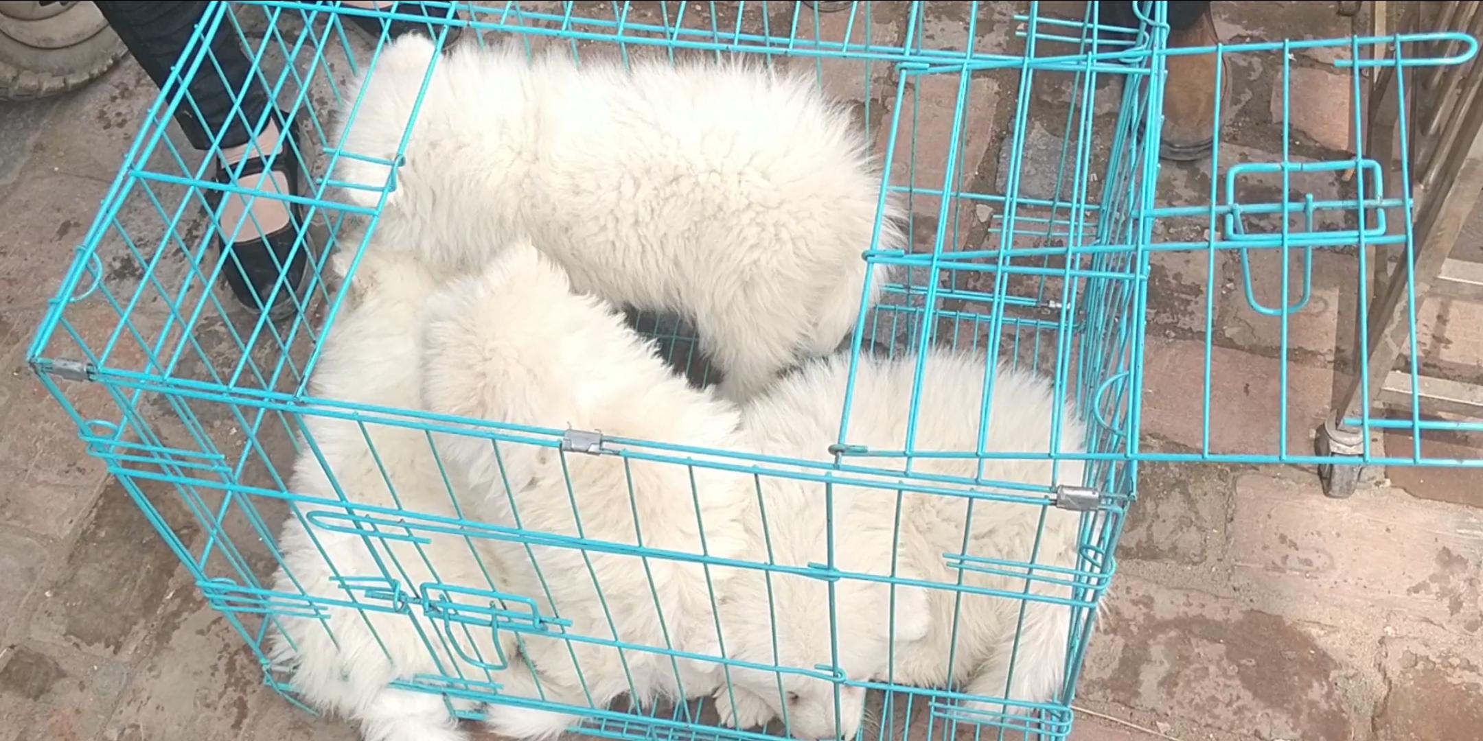 商丘宠物交易市场宠物兔,逛东北宠物交易市场