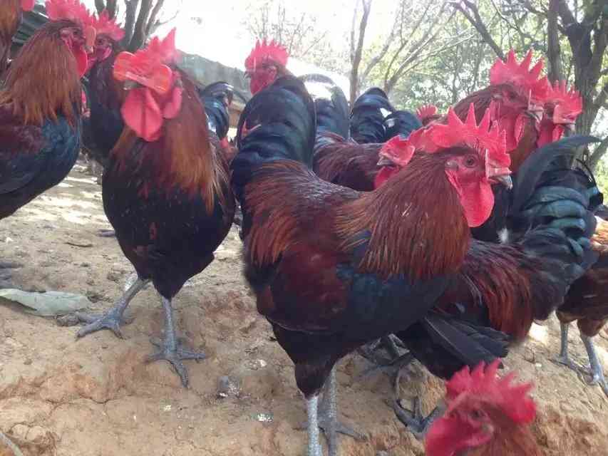 几月养小鸡最佳,小鸡怎么养最好