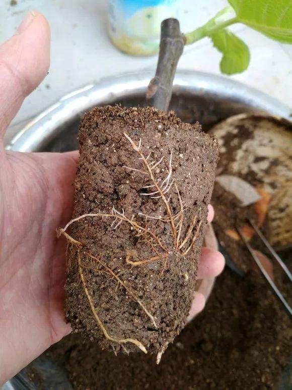 怎么用无花果的枝条种无花果树,喜欢吃无花果什么原因