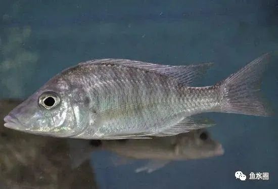 三湖慈鲷马鲷孔雀鱼多久发色,三湖慈鲷鱼之马鲷鱼