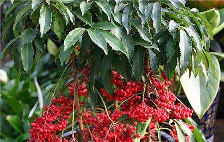 盆栽黄金万两的方法,黄金万两盆栽怎么才能结果