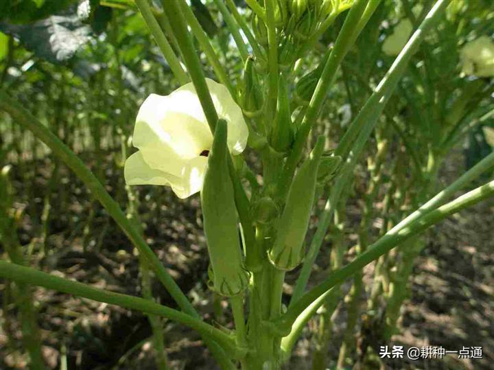 黄秋葵主要虫害有哪些,黄秋葵病害图片大全