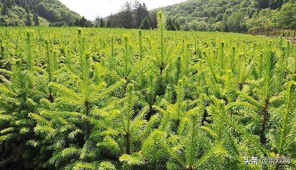 常用绿化苗木品种大全,绿化基础知识大全及清单