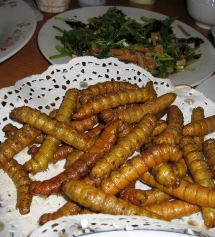 农村里的大豆虫会变成什么,大豆虫变甲虫