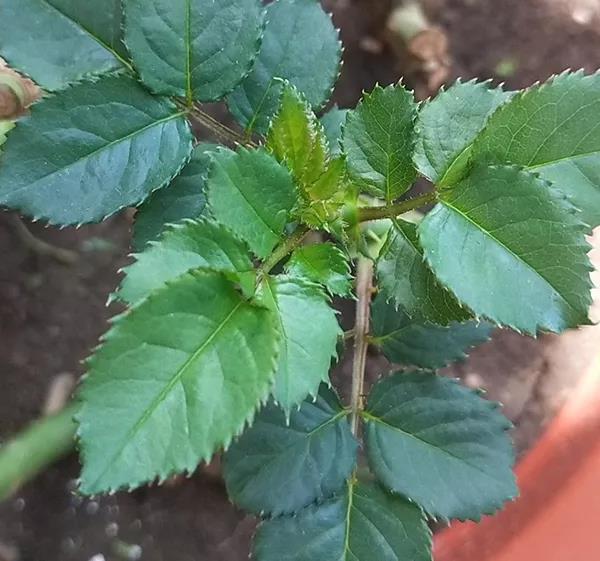 鐪熷亣鍏富浣犺兘鍒嗚鲸寰楀嚭鏉ュ悧,鑻卞浗濂崇帇鐜懓