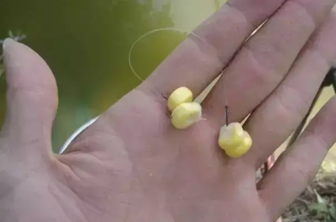 草鱼有多狡猾,怎么钓狡猾的草鱼