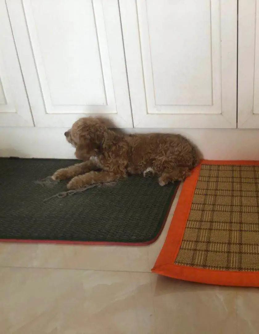 雪纳瑞和贵宾犬哪个更适合孩子,主人寻狗