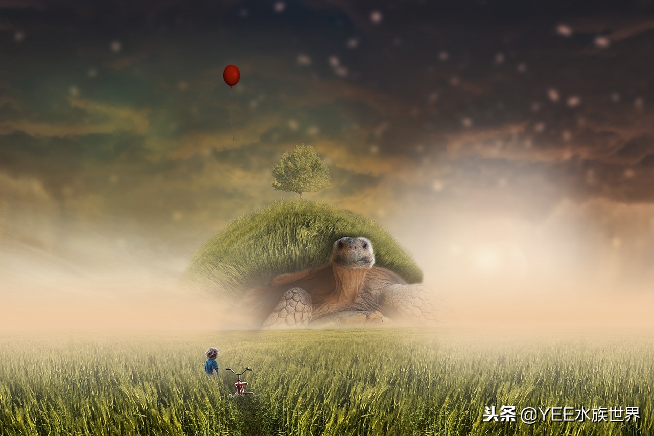 乌龟把养的鱼吃了,鱼和乌龟混养是什么结果