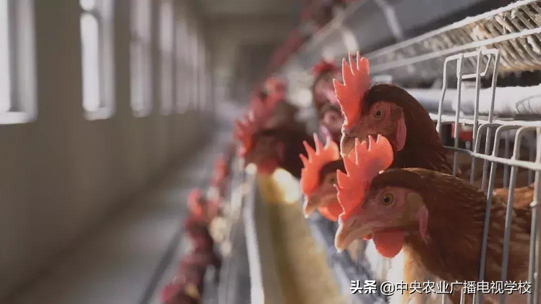 母鸡下软壳蛋吃什么改善,母鸡下软壳蛋怎么补救