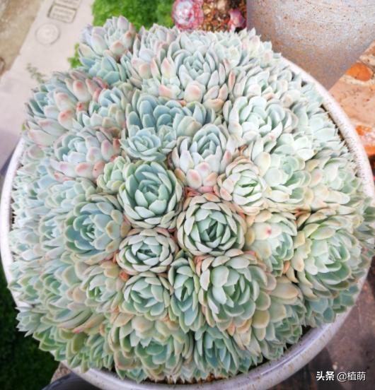 冰梅的养殖方法,冰梅怎么爆盆