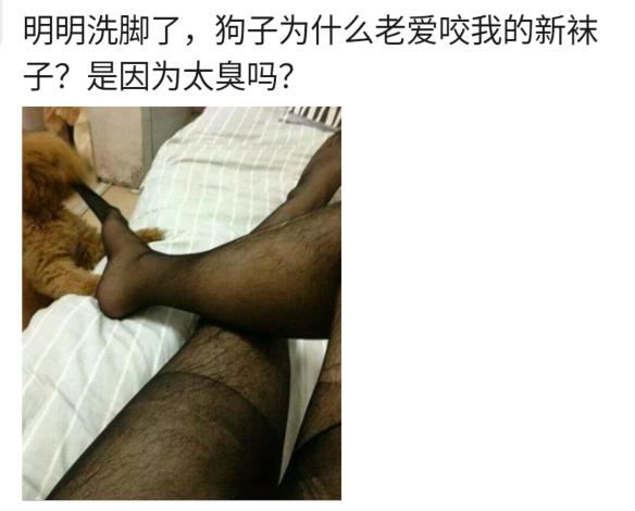“为啥狗老咬我的黑*袜丝**，是太臭了吗？”哈哈哈连泰迪都看不下去