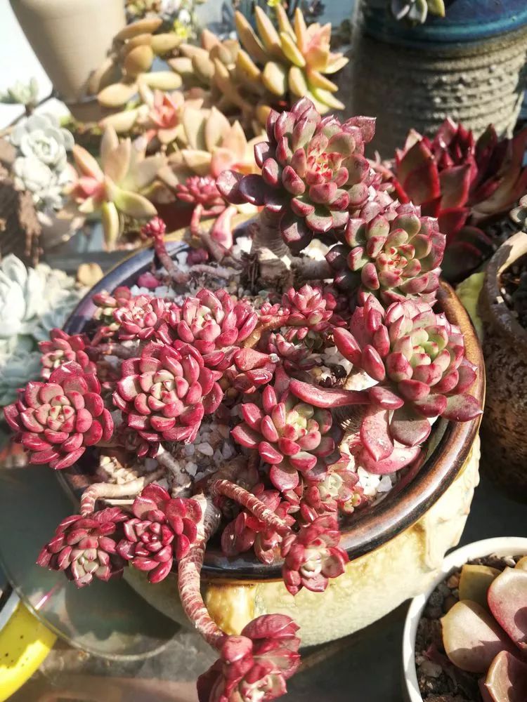 一杯清茶一道暖阳,一杯清茶温暖的时光