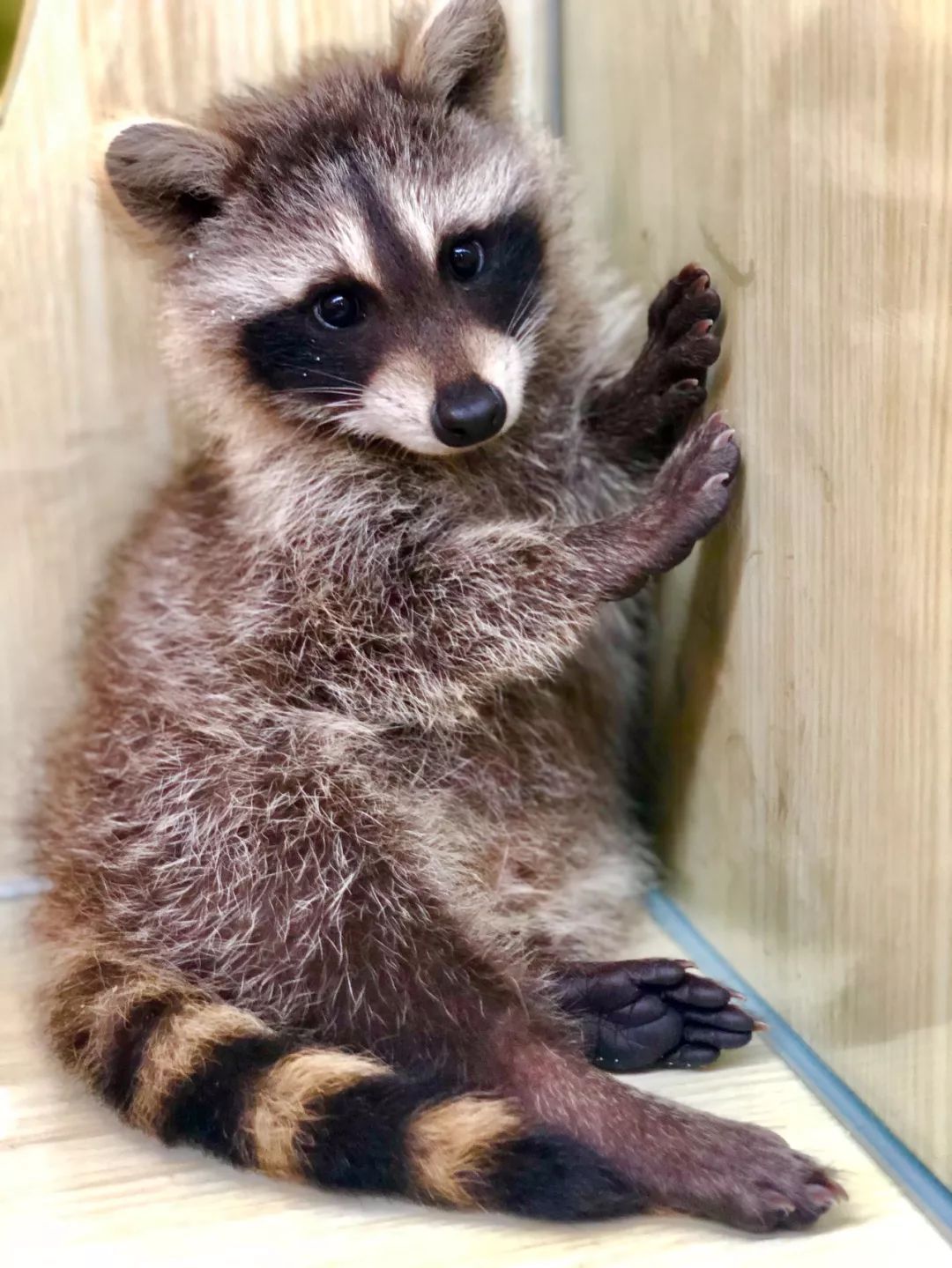 2019宠物排名,2022宠物排行榜