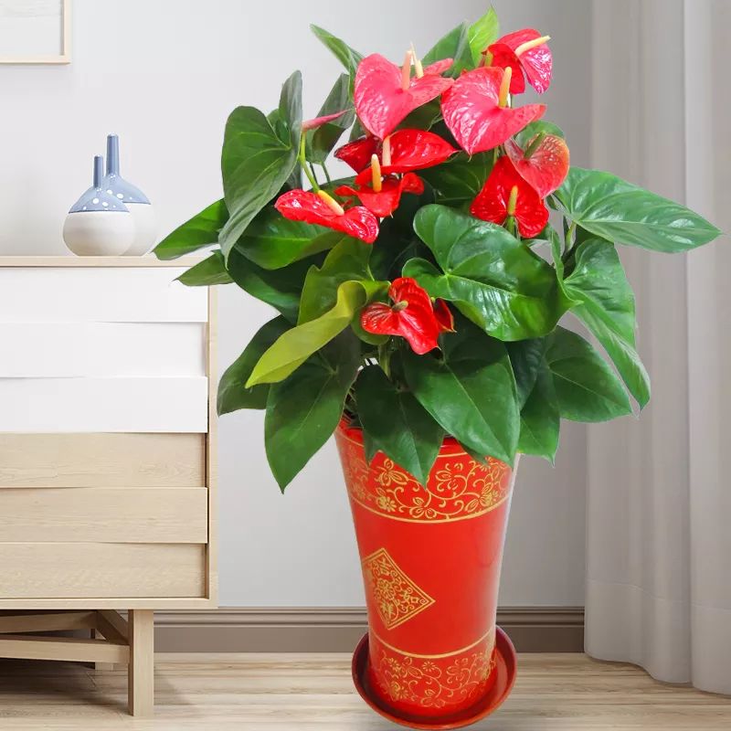 过年家里必摆的九道菜,过年家里摆的喜庆的物件