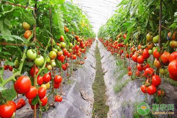 番茄膨果期的管理,番茄膨果期整枝打叶技术