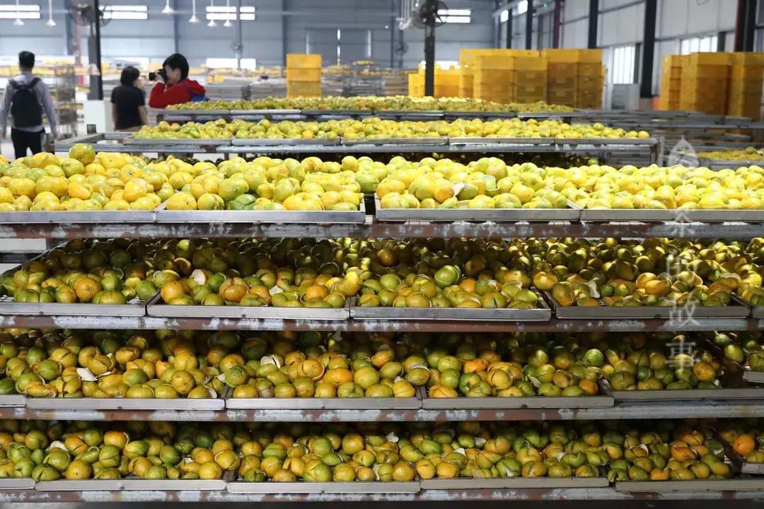 一两陈皮一两金指的是几年陈皮,一两陈皮一两金的出处